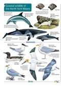 Cover: Coastal wildlife of the North York Moors - Field Studies Council