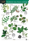 Cover: Woodlands: trees, flowers and fungi 2021 - Field Studies Council
