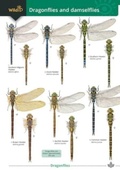 Cover: Dragonflies and damselflies 2023 - Field Studies Council