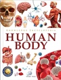Cover: Knowledge Encyclopedia - Human Body - Prakash Books