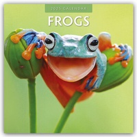 Abbildung von: Frogs - Frosch - Frösche 2025 - 16-Monatskalender - Brown Trout-Auslieferer Flechsig