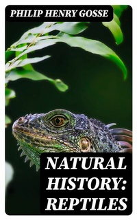 Abbildung von: Natural History: Reptiles - DigiCat