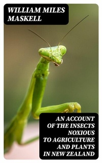 Abbildung von: An Account of the Insects Noxious to Agriculture and Plants in New Zealand - DigiCat