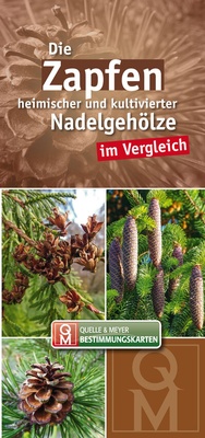 Abbildung von: Die Zapfen heimischer und kultivierter Nadelgehölze im Vergleich - Quelle & Meyer