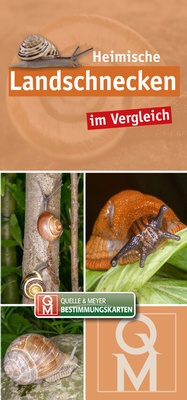 Abbildung von: Heimische Landschnecken im Vergleich - Quelle & Meyer