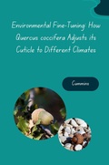 Cover: Environmental Fine-Tuning: How Quercus coccifera Adjusts its Cuticle to Different Climates - tredition