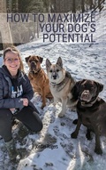 Cover: How to Maximize Your Dog's Potential, Training our dogs through love, understanding, and structure. - Spines