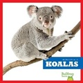 Cover: Koalas - Bullfrog Books