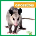 Cover: Opossums - Bullfrog Books