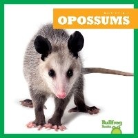 Enlarge image Cover: Opossums - Bullfrog Books