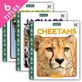 Cover: Big Cats (Set) - Cody Koala