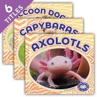 Enlarge image Cover: Odd But Adorable Animals (Set) - BIG BUDDY BOOKS