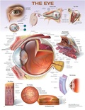 Cover: The Eye Anatomical Chart - WOLTERS KLUWER HEALTH