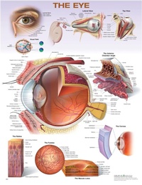 Abbildung von: The Eye Anatomical Chart - WOLTERS KLUWER HEALTH