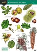 Cover: Autumn fruits and seeds 2024 - Field Studies Council