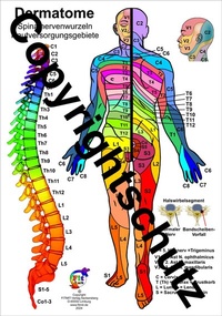 Abbildung von: Dermatome der Spinalnerven - Aeckersberg, Ingrid