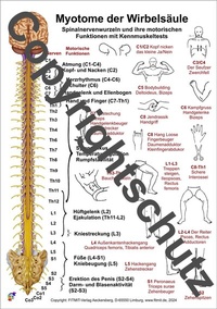 Abbildung von: Myotome der Spinalnerven - Aeckersberg, Ingrid