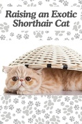 Cover: <div>Raising an Exotic Shorthair Cat</div> - Angela Wright