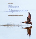 Bild: Mauer- und Alpensegler - Haupt Verlag