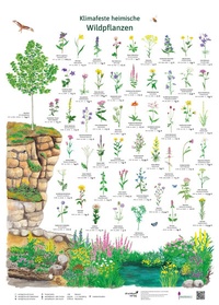 Abbildung von: Klimafeste heimische Wildpflanzen - druckbunt Verlag GmbH
