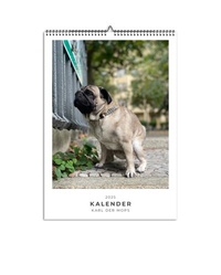 Abbildung von: Karl der Mops - Nova MD
