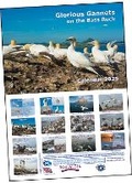 Cover: Glorious Gannets on the Bass Rock Calendar 2025 - Sonamara Publishing