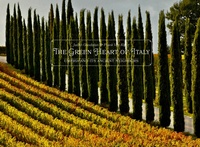 Abbildung von: The Green Heart of Italy - Daylight Books