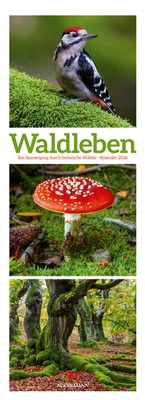 Abbildung von: Waldleben Triplet-Kalender 2026 | Spaziergang durch heimische Wälder - Ackermann Kunstverlag