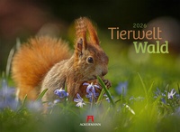 Abbildung von: Tierwelt Wald Kalender 2026 - Ackermann Kunstverlag
