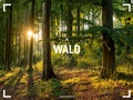 Abbildung von: Wald Gallery Kalender 2026 - Ackermann Kunstverlag