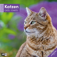 Abbildung von: Katzen Broschürenkalender 2026 - 30x30 - Art12 - Ackermann Kunstverlag