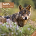Bild: Wölfe Broschürenkalender 2026 - 30x30 - Art12 - Ackermann Kunstverlag