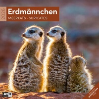 Bild vergrößern Bild: Erdmännchen Broschürenkalender 2026 - 30x30 - Art12 - Ackermann Kunstverlag