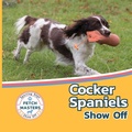 Cover: Cocker Spaniels Show Off - Xist Publishing