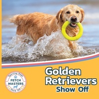 Enlarge image Cover: Golden Retrievers Show Off - Xist Publishing