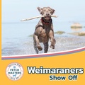 Cover: Weimaraners Show Off - Xist Publishing