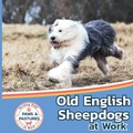 Cover: Old English Sheepdogs at Work - Xist Publishing