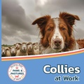 Cover: Collies at Work - Xist Publishing
