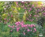 Cover: DUMONT - Im Rosengarten 2026 - Gartenkalender - Querformat 52 x 43 cm - Romantische Rosenmotive für Gartenfreunde - DuMont Buchverlag