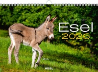 Abbildung von: Esel Kalender 2026 - Heel