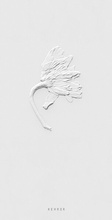 Cover: Sarah Schorr - Kehrer Verlag