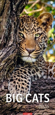 Abbildung von: Big Cats Kalender 2026 - Weingarten
