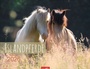 Cover: Islandpferde Kalender 2026 - Weingarten