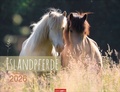 Cover: Islandpferde Kalender 2026 - Weingarten