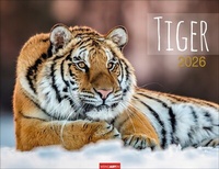 Enlarge image Cover: Tiger Kalender 2026 - Weingarten