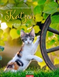 Cover: Katzen auf dem Lande Kalender 2026 - Weingarten