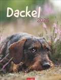 Cover: Dackel Kalender 2026 - Weingarten