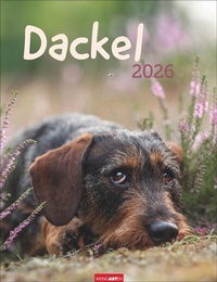 Abbildung von: Dackel Kalender 2026 - Weingarten