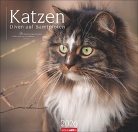 Abbildung von: Katzen - Diven auf Samtpfoten Kalender 2026 - Weingarten