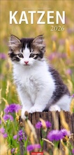 Cover: Katzen Kalender 2026 - Weingarten